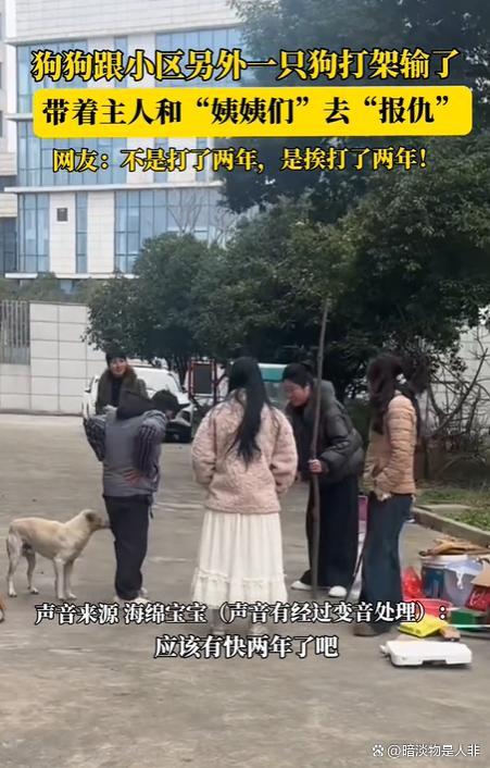 狗狗打架输了带主东说念主去报仇 狗界酬酢战高东说念主