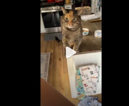 小猫急得要讲话了 那目光分明在说 “快懂我啊”