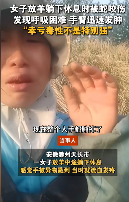 女子放羊躺下休息被蛇咬 提醒户外安全与急救知识