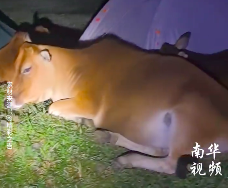 山顶露营喜提一群牛室友 提醒：游客露营时还是要与牛群保持距离