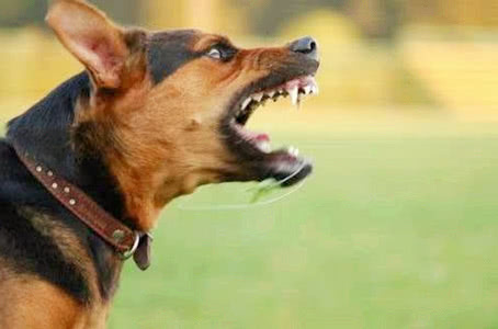 夏日狗狗更有攻击性 不慎被追咬怎么办？