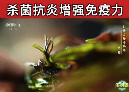 头茬香椿收购价与五花肉持平，返乡大学生热销春菜