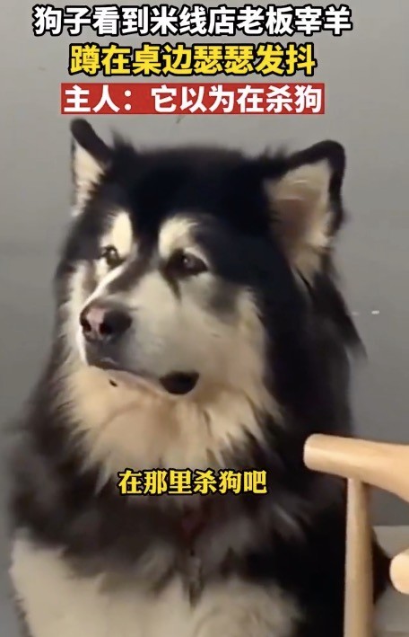 狗子看到店主宰羊瑟瑟发抖