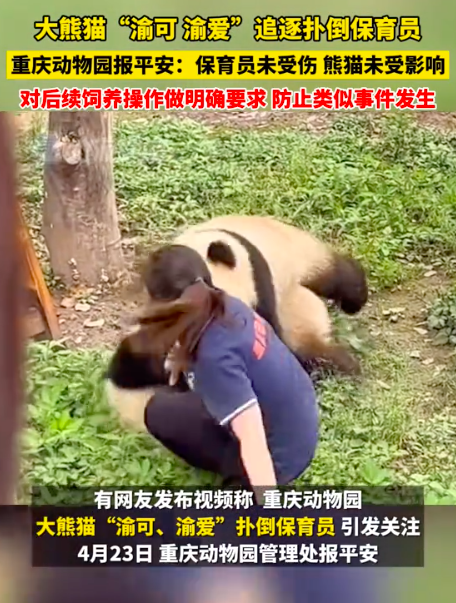 重庆动物园就熊猫扑倒保育员报平安 人熊均安