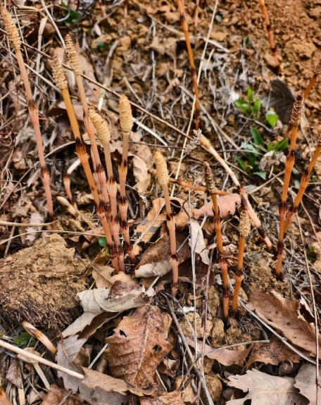 大连8岁男孩疑发现金矿后续 好奇心引领探索
