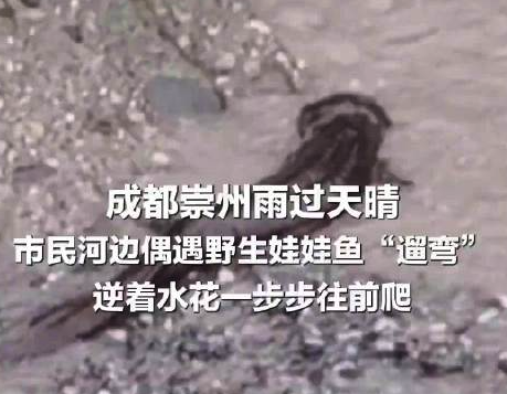 成都市民河边偶遇野生娃娃鱼遛弯