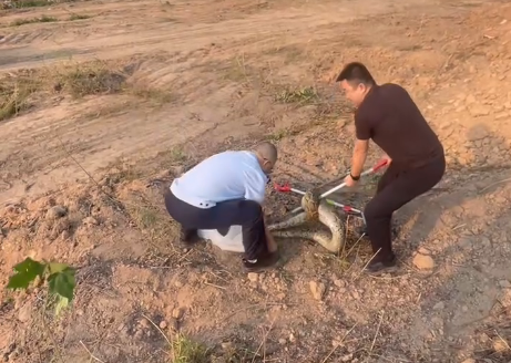 厦门一工地两天挖出2条巨蟒 体型惊人引发关注