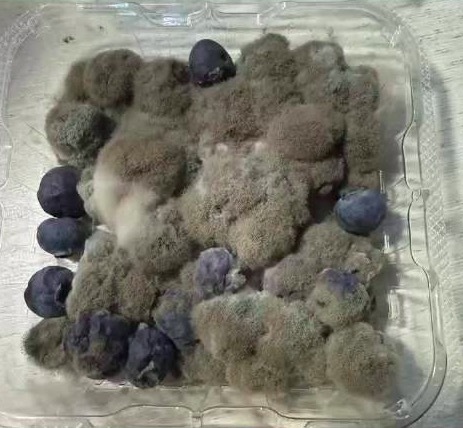 大學生10元買藍莓發(fā)霉后賣了30元 網(wǎng)友：感覺自己丟了1個億,！