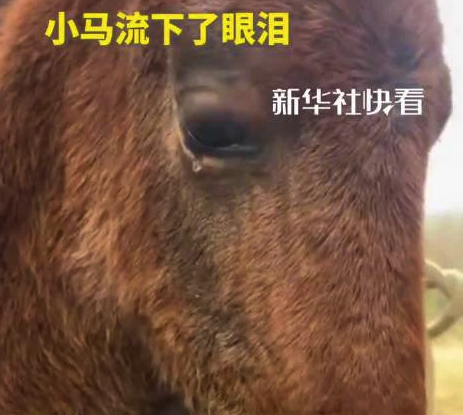 小马闻到去世母马尾毛悄悄流眼泪 小马主人回应