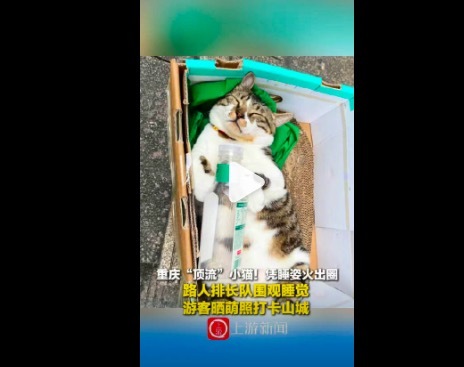 小猫每天睡16小时凭睡姿出圈
