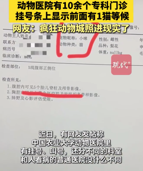 鹦鹉烫伤住三天ICU 动物医院10多个专科1年接诊量超10万