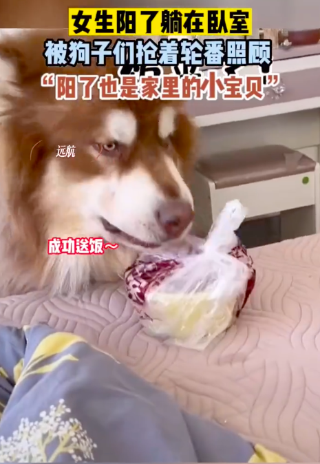 女子阳了被狗子们抢着轮番照顾