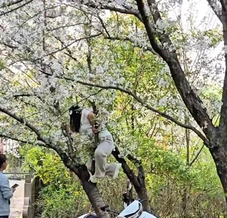 女子为拍照压垮樱花树 园方回应
