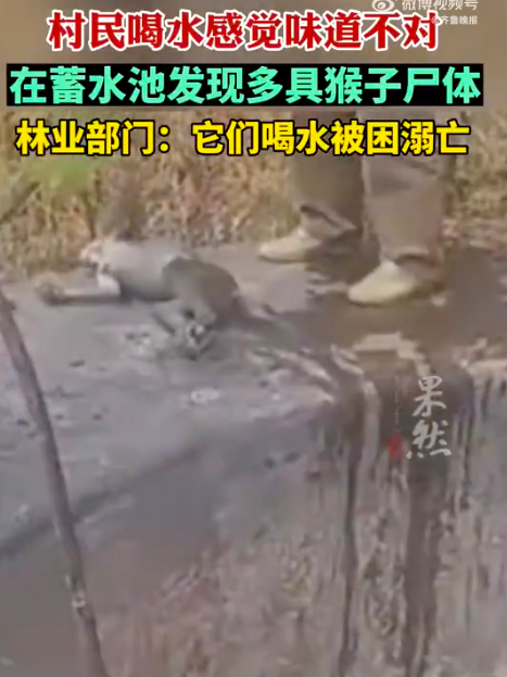 蓄水池水变难喝 村民发现猴子尸体