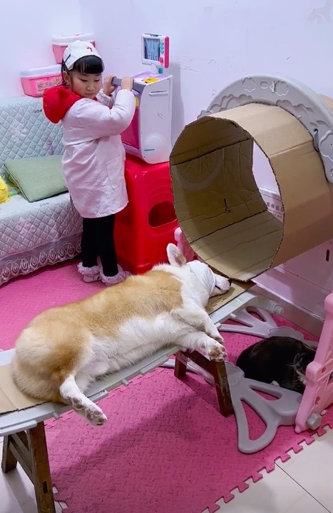女孩用纸箱给狗狗拍CT