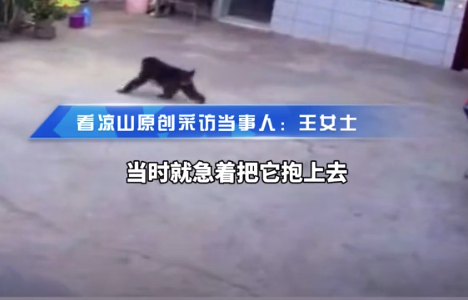 猴子潜入院内攻击宠物狗，提醒：遇到野生动物千万不要靠近，及时报警求助