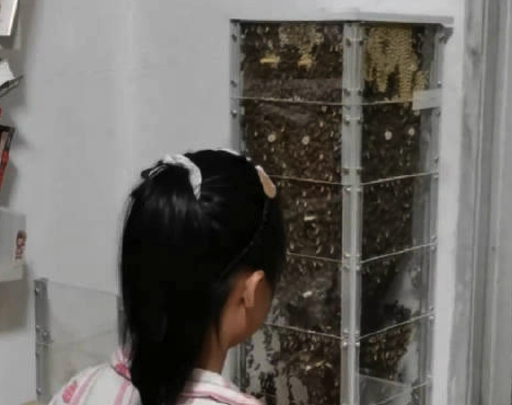 男子在家自制透明蜂箱养蜂采蜜 刚接触蜜蜂时就很痴迷