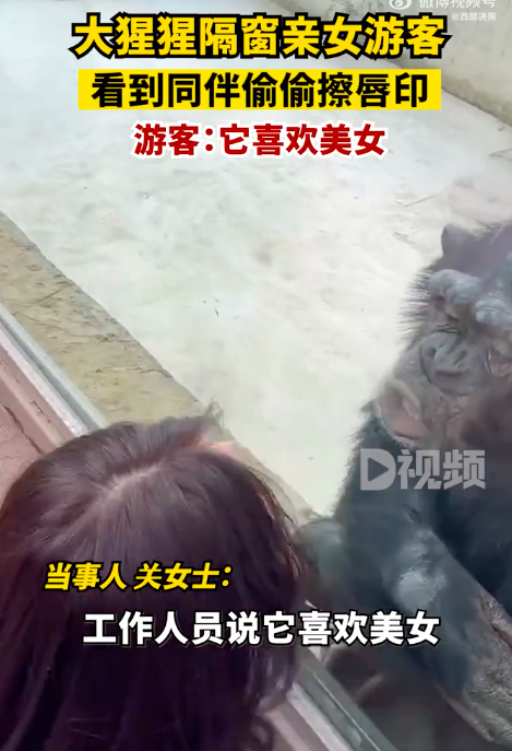 猩猩隔窗亲吻女游客媳妇一来秒怂