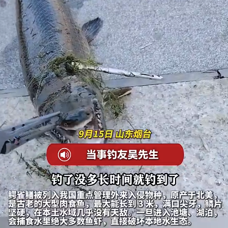 外来入侵物种鳄雀鳝现身河道：牙齿锋利，鱼鳞似铠甲