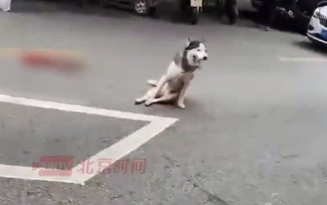 男子驱赶咬鸡的狗被咬伤 街道回应