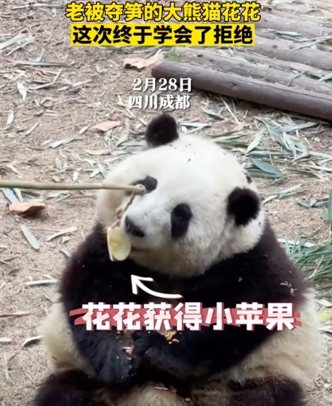 大熊猫花花学会了拒绝呀！小手一举态度表明了：“no”！