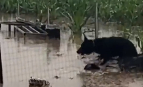 暴雨天养殖场小狗多次下水救鸡 小黑狗多次下水勇救小鸡小鸭！