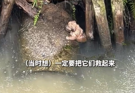 狗妈妈嘶吼呼救那一刻泪目了！物业经理暴雨中救起落水幼犬