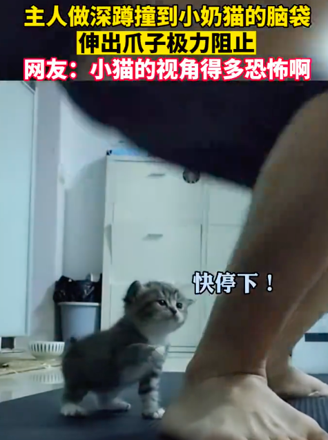 主人做深蹲撞到小猫脑袋 猫：讨厌没有边界感的男人！