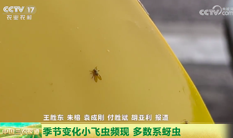 甭怕！北京这些小飞虫无大碍