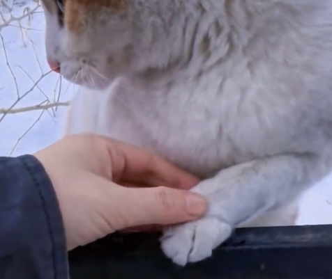 猫咪爪子被冻住女子施救，下一秒看懵众人
