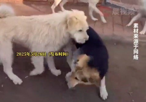土犬因霸氣走紅,，被網友尊稱為“最強阿爾法狗”