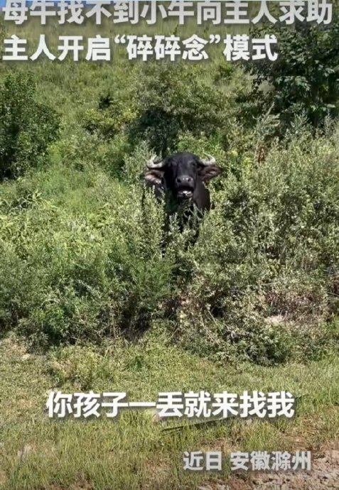 母牛把小牛弄丢了被主人叨叨