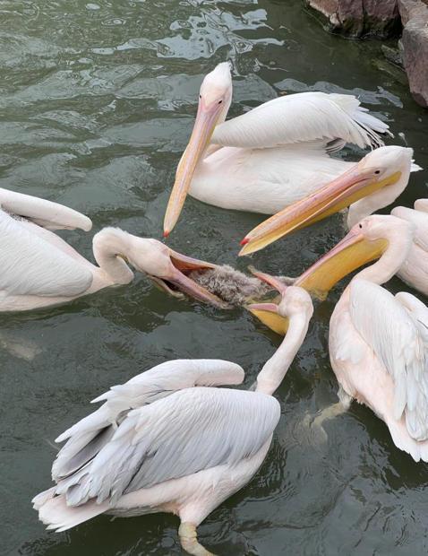 上海動(dòng)物園鵜鶘捕食天鵝幼崽 動(dòng)物園采取措施防止再發(fā)