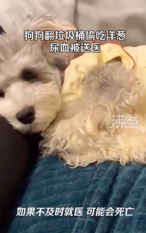 狗狗偷吃垃圾桶洋葱致尿血被送医