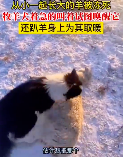 羊被冻死牧羊犬试图唤醒贴身取暖