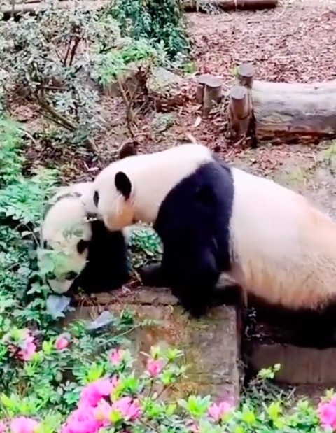 大熊猫幼崽科念吃游客掉落口罩 还不止一个？后被熊猫妈妈叼走
