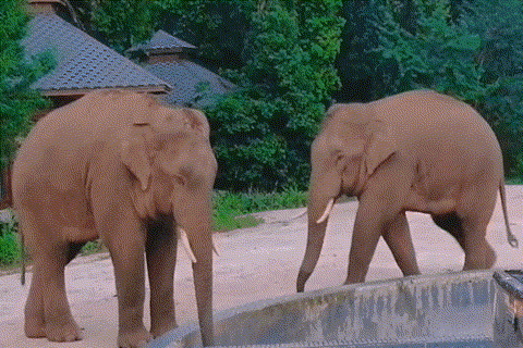 【跟着大象逛云南·“象”滇记】②普洱:“象”见恨晚的地方