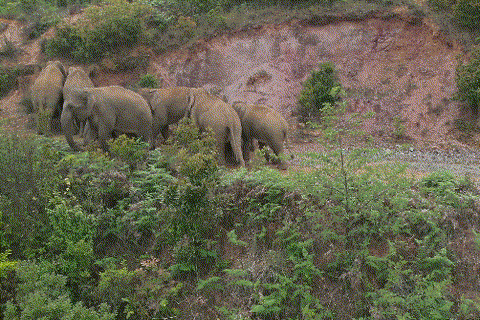 【跟着大象逛云南·“象”滇记】②普洱:“象”见恨晚的地方