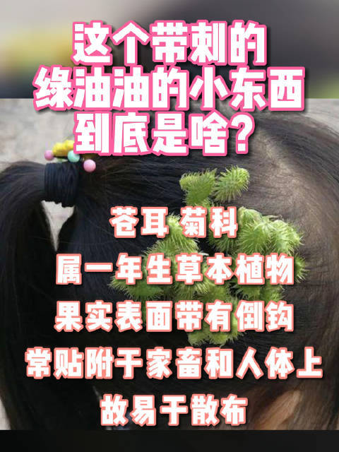 7岁男童摘苍耳扎满头苍耳到底是个啥？