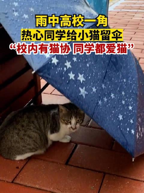 高校学生雨天给流浪猫撑伞，同学：校内有猫协，大家都爱猫