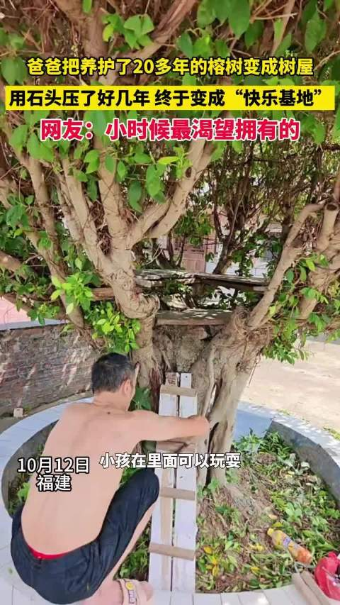 网友晒爸爸养护了20多年的榕树树屋!