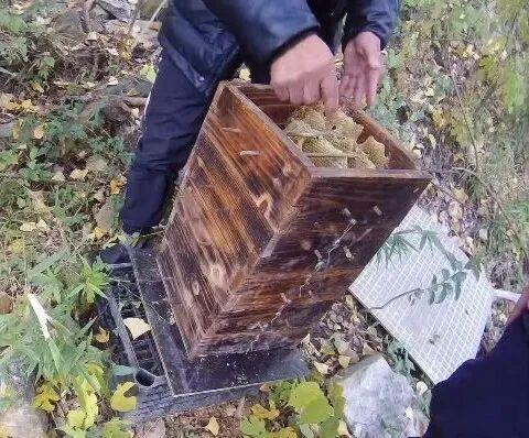 傷亡慘重！兩派蜜蜂打起來(lái)了 蜂群爭(zhēng)斗引發(fā)賠償糾紛