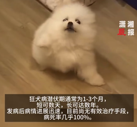 女子因幼犬轻咬未处置激励狂犬病 狂犬病病毒可通过眇小伤口干预东谈主体