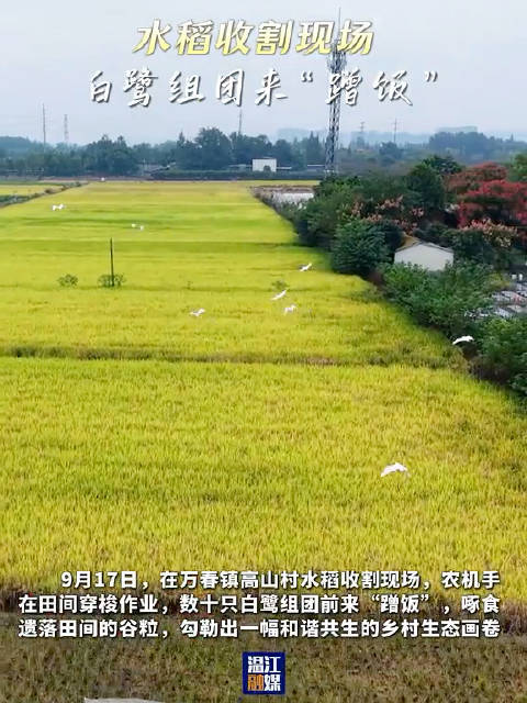成都温江水稻收割现场白鹭组团蹭饭