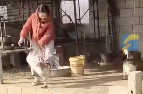 女孩喂大鹅遭袭击当场霸气还击 妈妈：女儿看似文静，实则不怕事