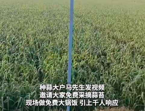 千名网友帮农户2天摘完百亩蒜苔 