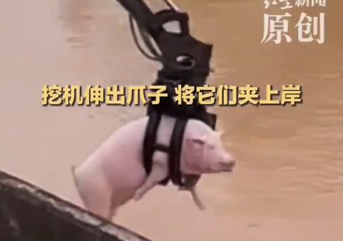广西挖机师洪水中夹起8头猪 目击者回应
