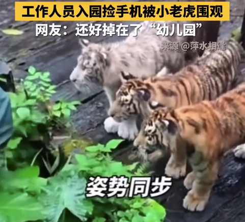 小老虎们围观工作人员捡手机好可爱 网友：还好掉在了“幼儿园”