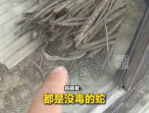 鞍山村中一空屋发现多条蛇蜕 拍摄者：无毒蛇，主人已过世五六年
