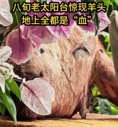 81岁老人被人深夜放滴血羊头恐吓 物业:和楼下业主之间存在矛盾,警方已介入